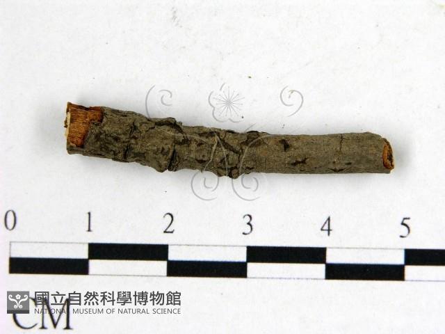 登錄號:F0011505藏品圖，第3張