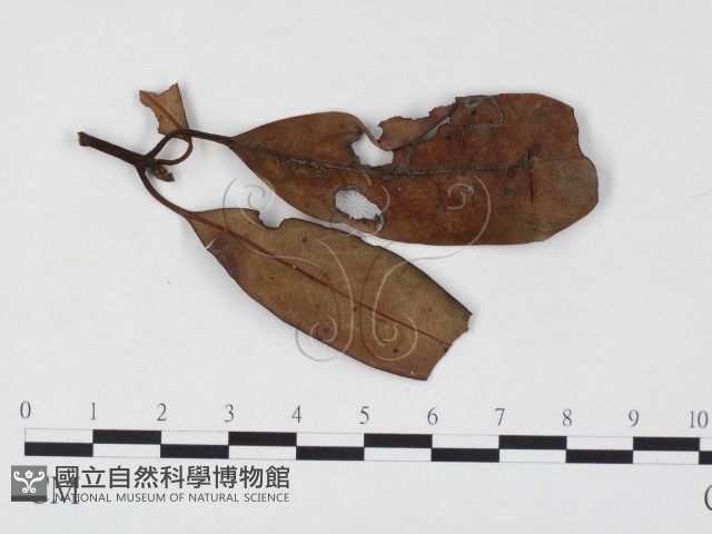 登錄號:F0024505藏品圖，第3張