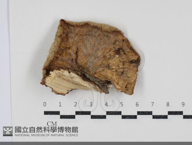 優雅波邊革菌藏品圖，第3張