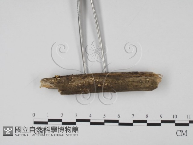 登錄號:F0022505藏品圖，第3張