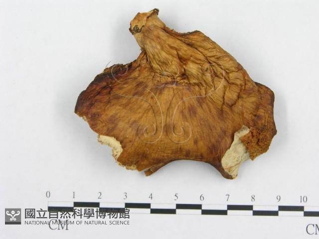 登錄號:F0012505藏品圖，第3張