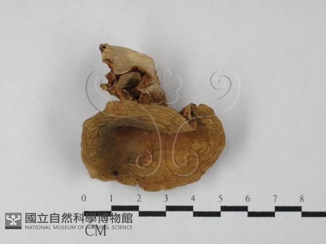 登錄號:F0027505藏品圖，第3張