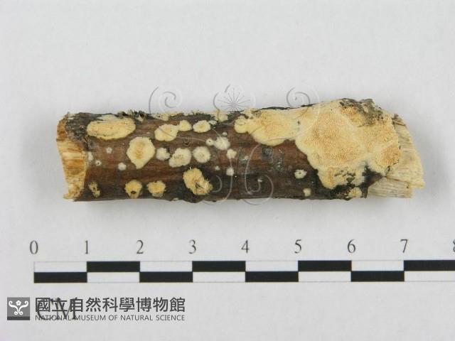 登錄號:F0017505藏品圖，第1張