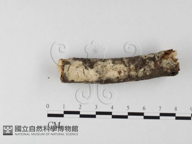 登錄號:F0015505藏品圖，第3張