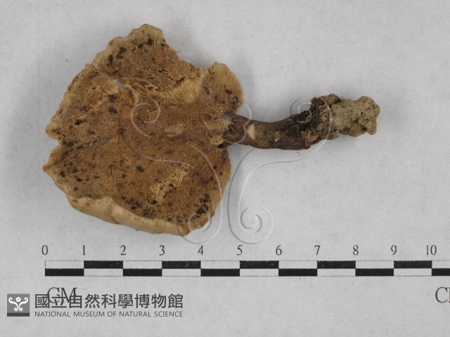 登錄號:F0003505藏品圖，第3張