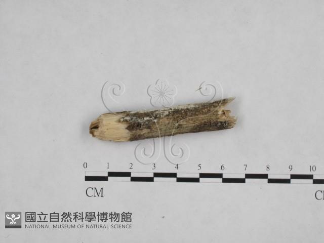 絲齒菌屬藏品圖，第3張