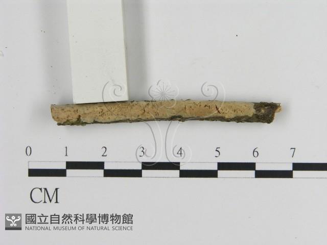 絲皮菌屬藏品圖，第3張