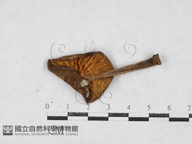 登錄號:F0027105藏品圖，第3張