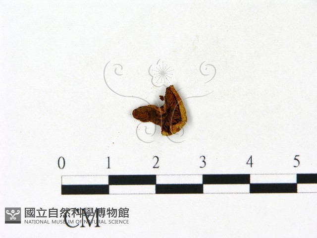登錄號:F0023105藏品圖，第3張