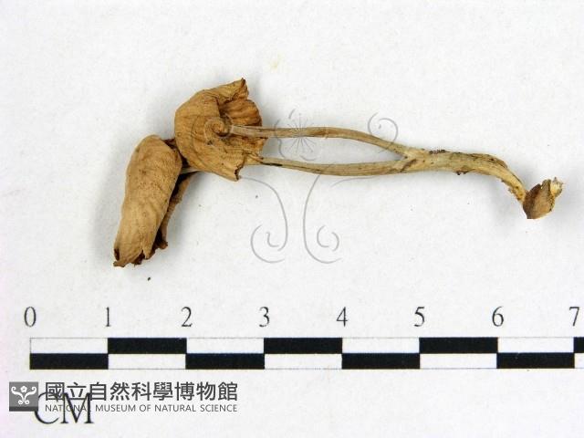 登錄號:F0020005藏品圖，第3張