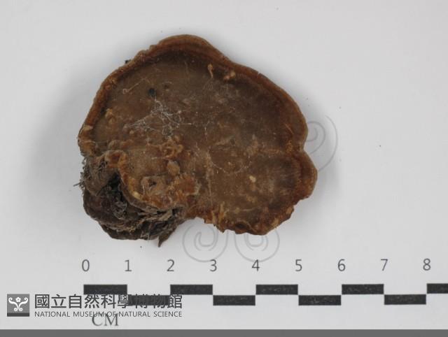 黃荊桑黃藏品圖，第3張