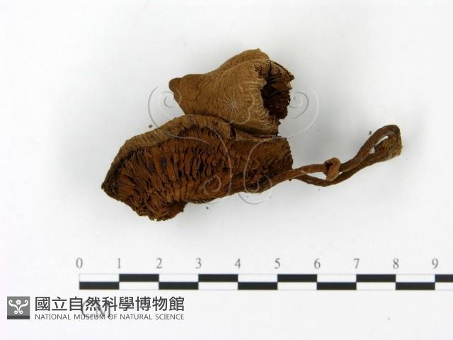 登錄號:F0023005藏品圖，第3張