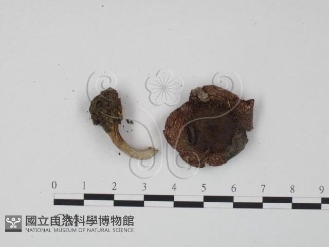 紅菇屬藏品圖，第3張