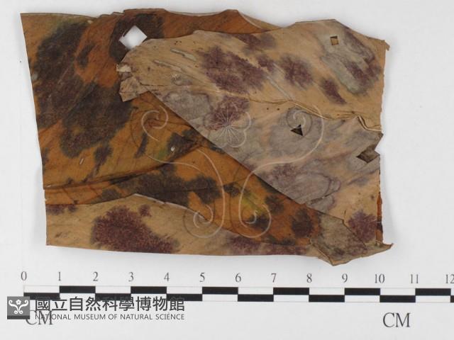 登錄號:F0026305藏品圖，第1張