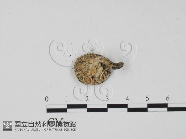 登錄號:F0011305藏品圖，第3張