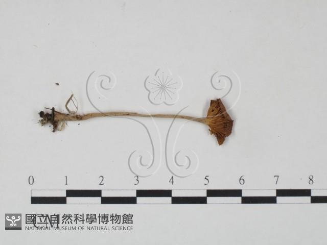 登錄號:F0022305藏品圖，第3張