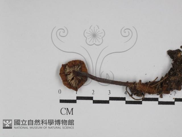 登錄號:F0002305藏品圖，第3張