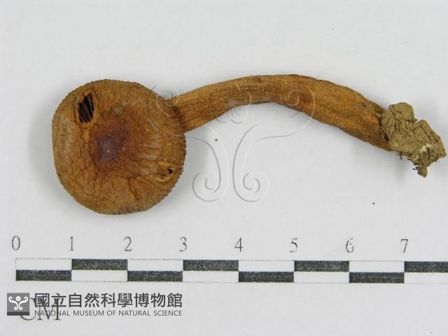 登錄號:F0012305藏品圖，第3張