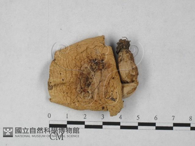 登錄號:F0027305藏品圖，第3張