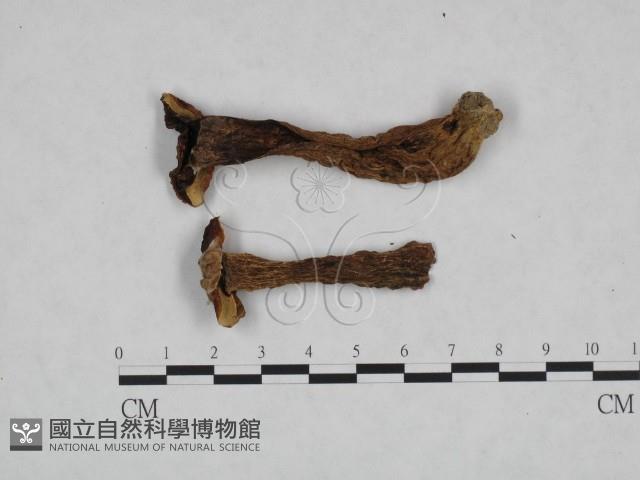 登錄號:F0023305藏品圖，第3張