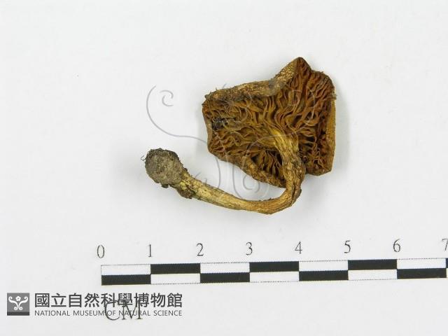登錄號:F0013305藏品圖，第3張