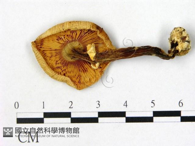 鵝膏屬藏品圖，第3張