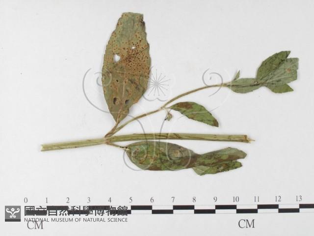 登錄號:F0026215藏品圖，第1張