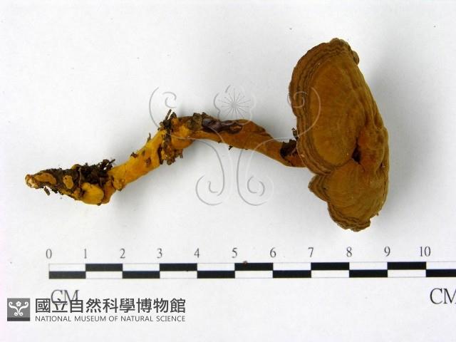 登錄號:F0016215藏品圖，第3張