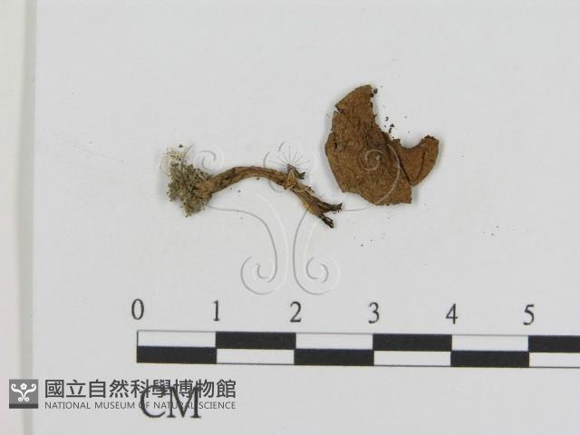 登錄號:F0011215藏品圖，第3張