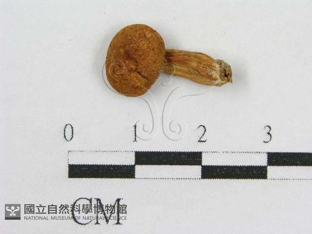 登錄號:F0014215藏品圖，第3張