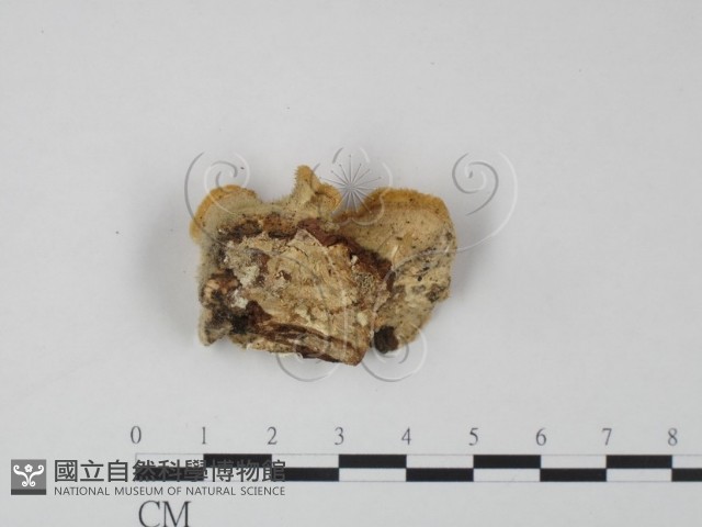 登錄號:F0022215藏品圖，第3張