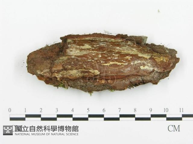 阿太菌屬藏品圖，第3張