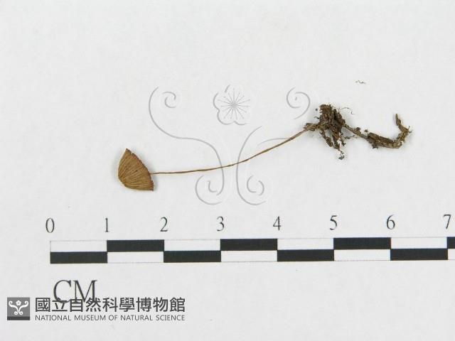 登錄號:F0017215藏品圖，第3張