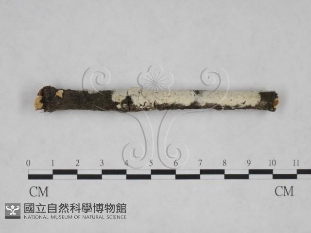 登錄號:F0025215藏品圖，第3張