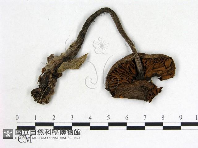 登錄號:F0013215藏品圖，第3張