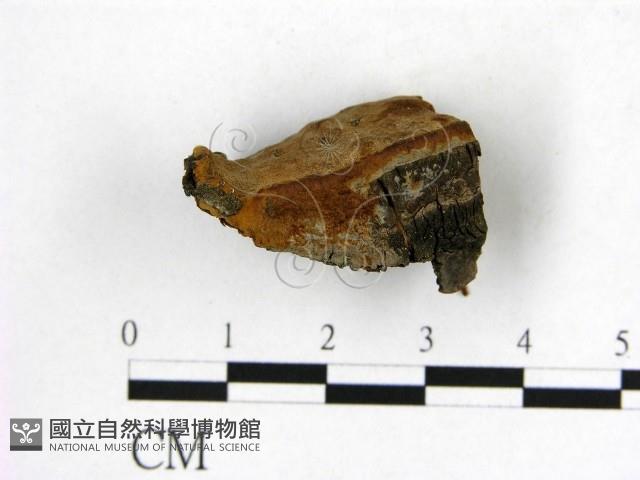 登錄號:F0018815藏品圖，第3張