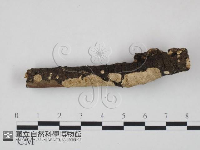 登錄號:F0020815藏品圖，第3張