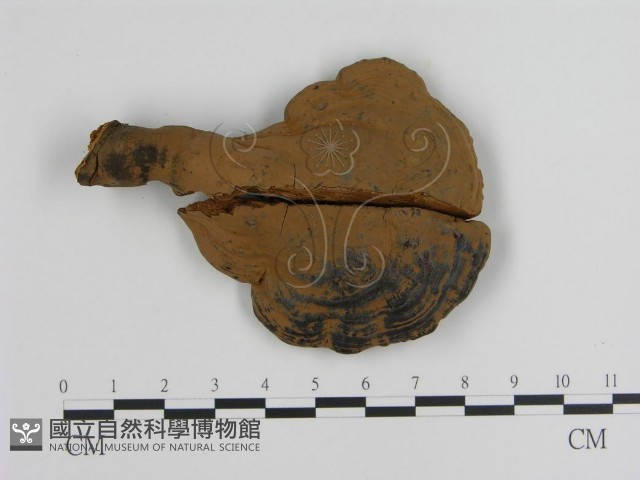 登錄號:F0010815藏品圖，第3張