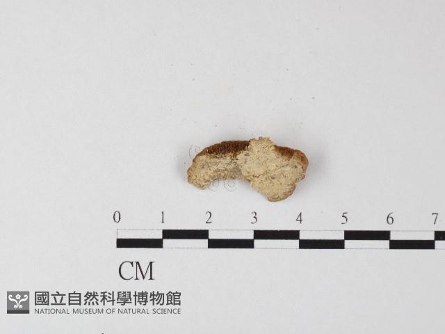 登錄號:F0006815藏品圖，第3張