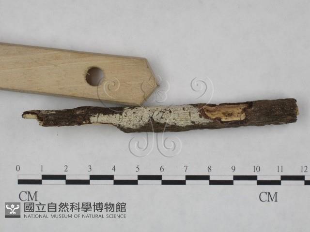 冇骨消絲齒菌藏品圖，第3張