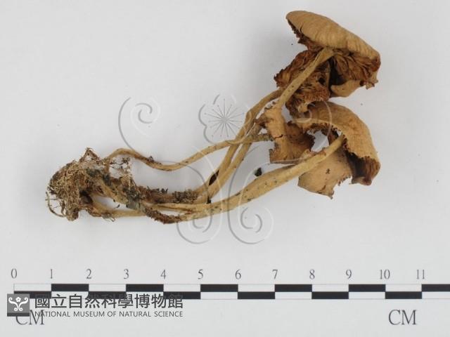 微皮傘屬藏品圖，第3張