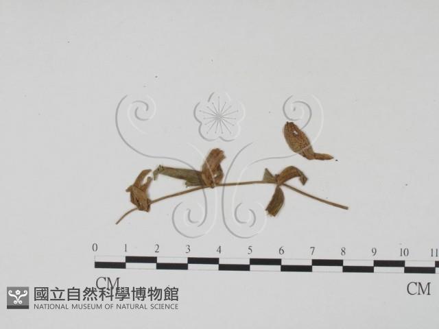 登錄號:F0011815藏品圖，第3張