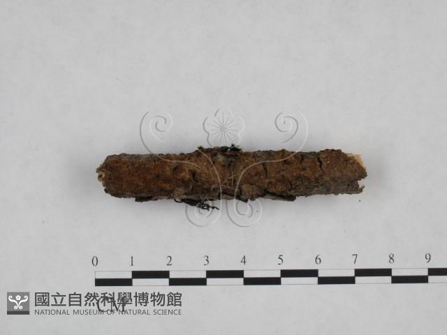 刺革菌屬藏品圖，第3張