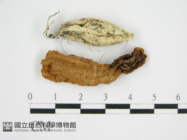 登錄號:F0004815藏品圖，第3張