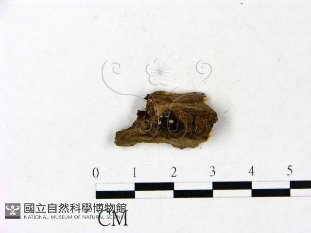 小皮傘屬藏品圖，第3張
