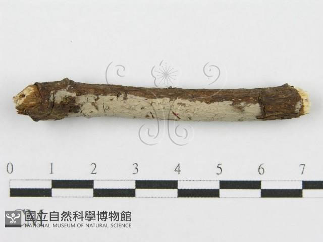 筍殼菌屬藏品圖，第3張