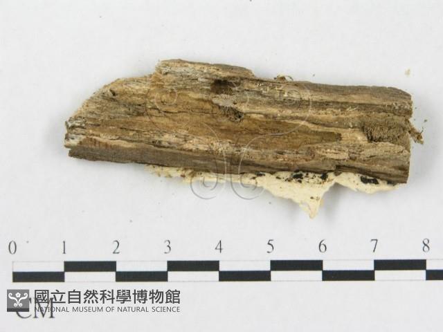 登錄號:F0017815藏品圖，第3張