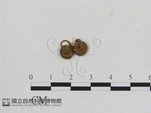 小菇屬藏品圖，第3張