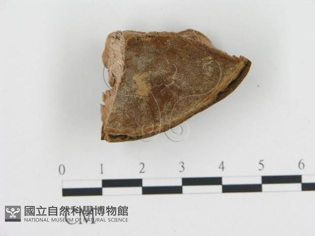 登錄號:F0019815藏品圖，第1張