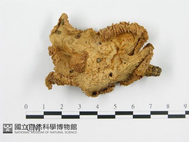 登錄號:F0003815藏品圖，第3張